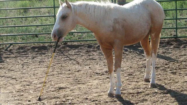 Horse holding stick