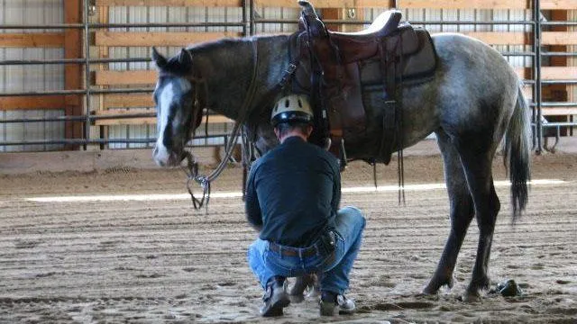 Horse in saddle