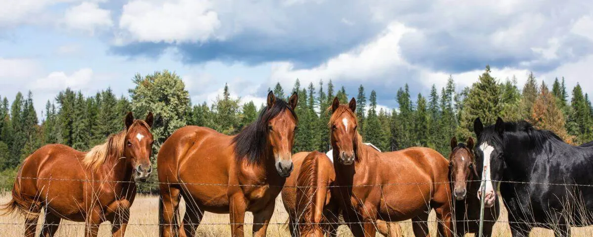 six ranch horses in a field looking over a fence with trees behind and blue cloudy sky overhead