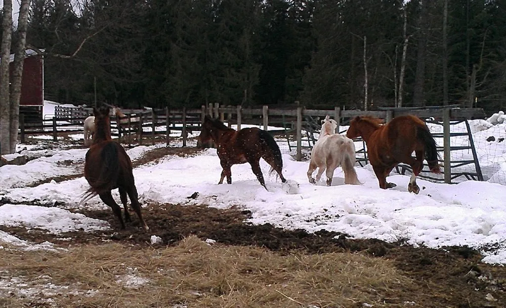 Winter Horse Therapy