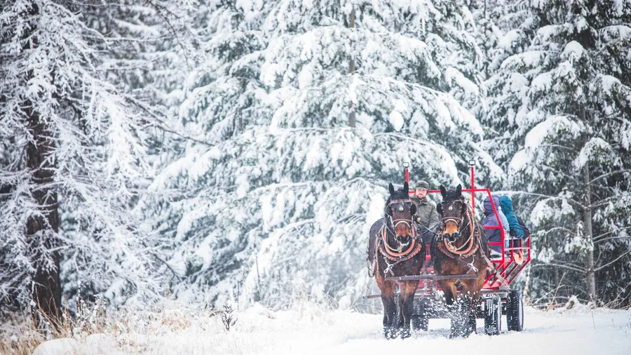 A team of two dark draft horses pulling a red sleigh with a driver and bundled-up passengers along a snowy track through snow-laden evergreens