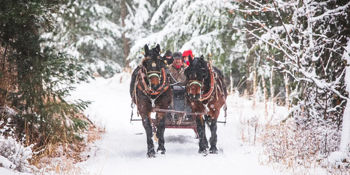 A pair of dark bay draft horses in jingle-bell harness pulling a sleigh with a driver and bundled-up guests down a snowy forest trail as snow falls