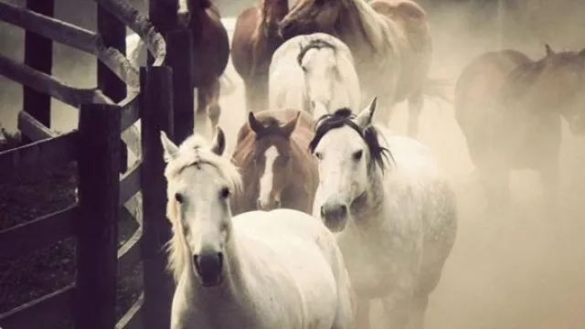 Horses running to the meadow