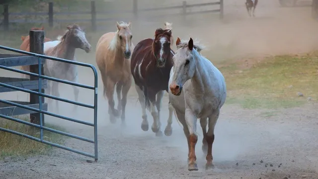 The herd trots through a gate on a dusty lane, a white horse in front