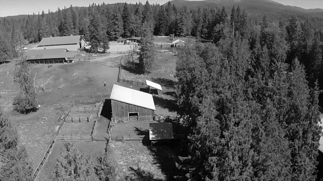 Black-and-white aerial view of the barns and corrals among tall pines, mountains behind