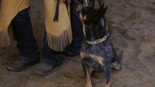 Two smiling boys in cowboy hats and bright scarves sit with a dog in the arena