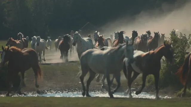 A herd of ranch horses runs through a shallow creek in a cloud of dust