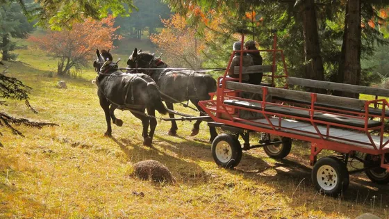 A team of black draft horses pulls a wagon through fall trees