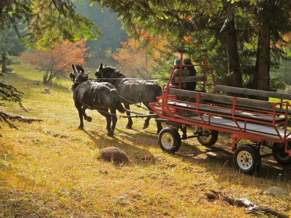 A team of black draft horses pulls a wagon through fall trees