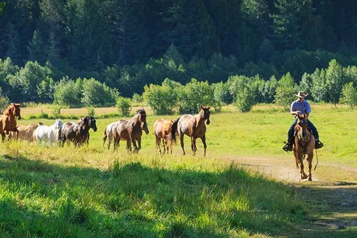 A wrangler on horseback follows a group of ranch horses along a green lane in the sun