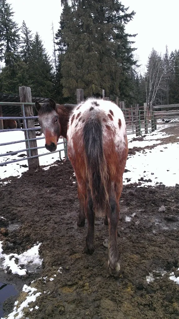 Winter Horse Therapy