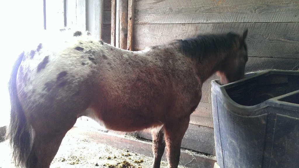 Winter Horse Therapy