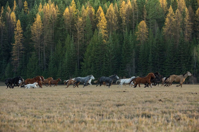 Guest Ranch Horses Running Western Vacation