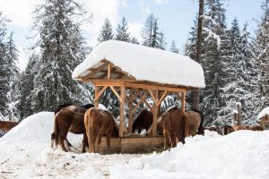 Western Pleasure Guest Ranch Winter Horses