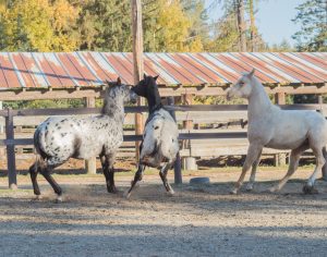 guest ranch vacation horses