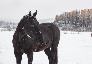 Albert large black Quarter Horse standing in a snowy meadow