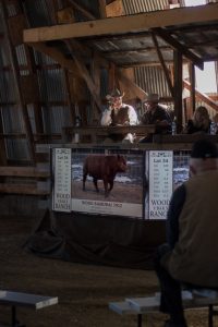 Bull sale in progress