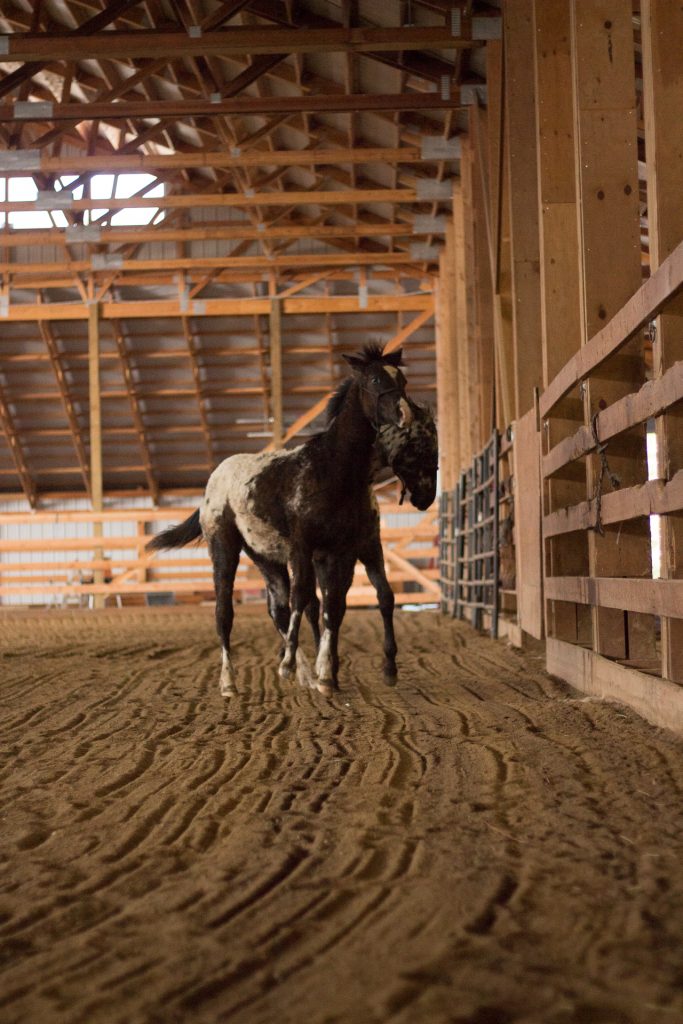Western Pleasure Guest Ranch Horses