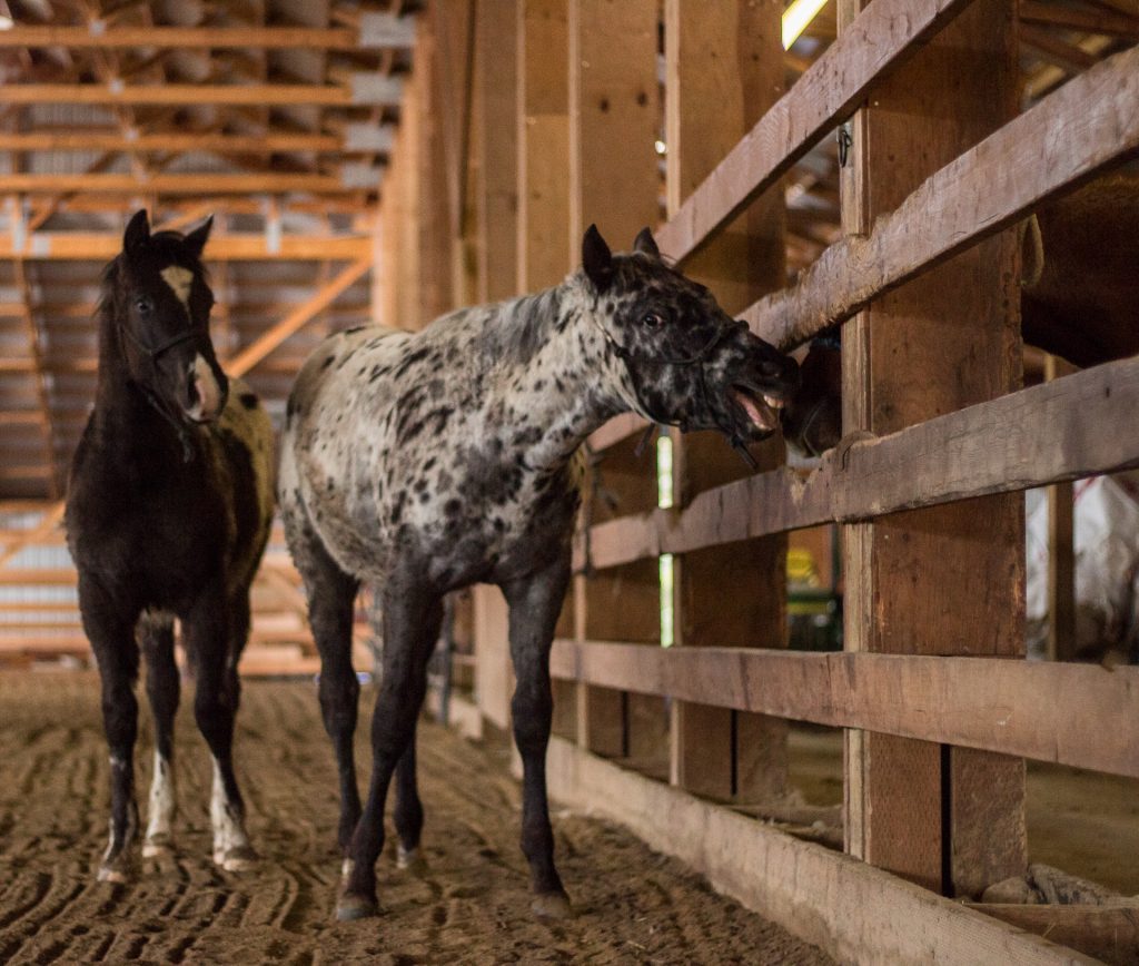 Appaloosa Colts at Western Pleasure Guest Ranch