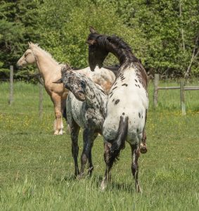 Pepper and Lucky playing on their summer pasture