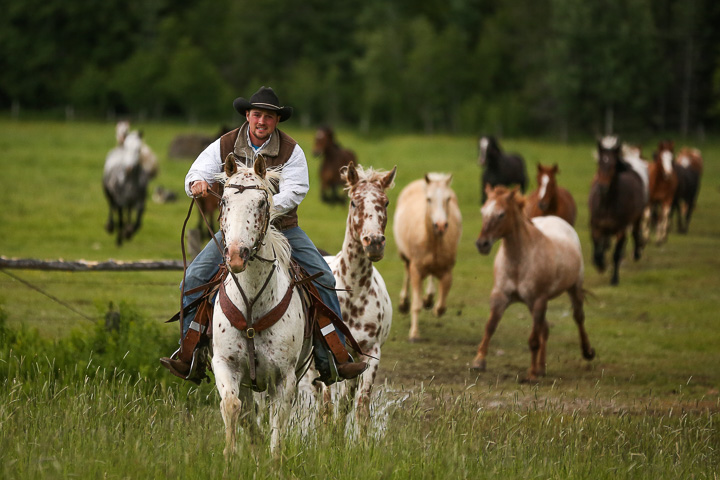 Cowboy riding a leopard Appaloosa leading a herd of horses across a green field