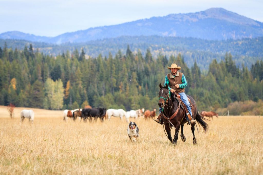 Cowboy loping a Bay Quarter Horse Gelding across a pasture with his dog next to him and horses grazing in the background
