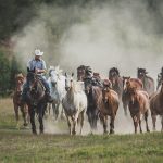 Horse herd running with rider out front photography workshop