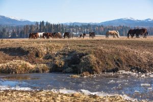frozen stream with horses on pasture in the background and snow capped mountains