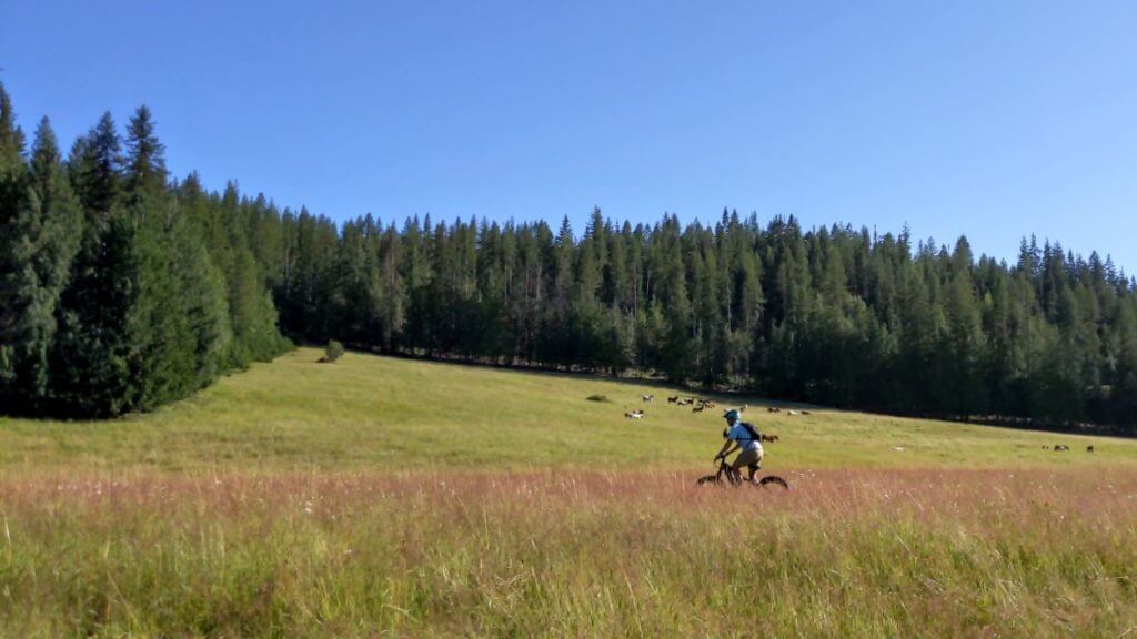 man riding Quietkat ebike across a green field at Western Pleasure Guest Ranch